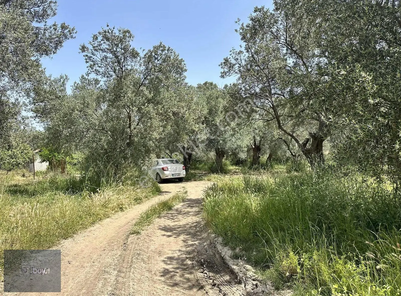 Balıkesir Havran Ana Yoluna Yakın 2.022m2 Satılık Zeytinlik