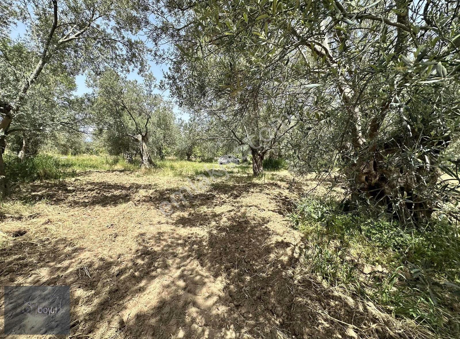 Balıkesir Havran Ana Yoluna Yakın 2.022m2 Satılık Zeytinlik - Görsel 5