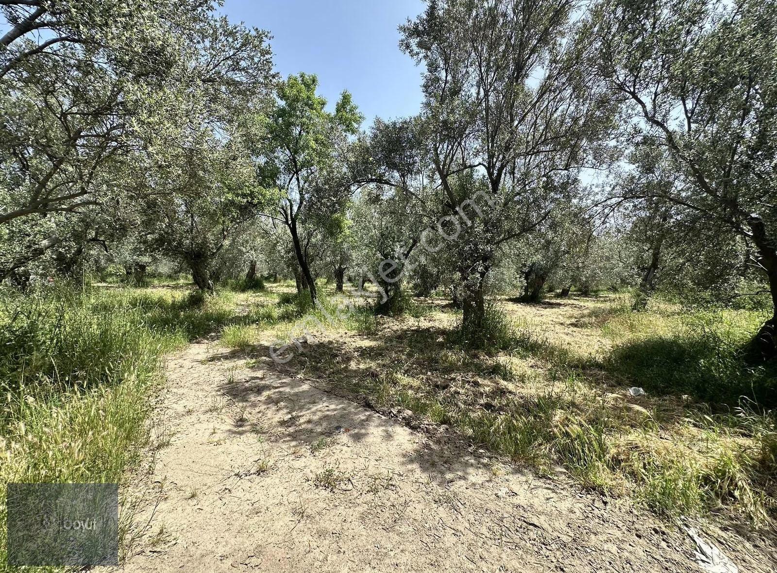 Balıkesir Havran Ana Yoluna Yakın 2.022m2 Satılık Zeytinlik - Görsel 29