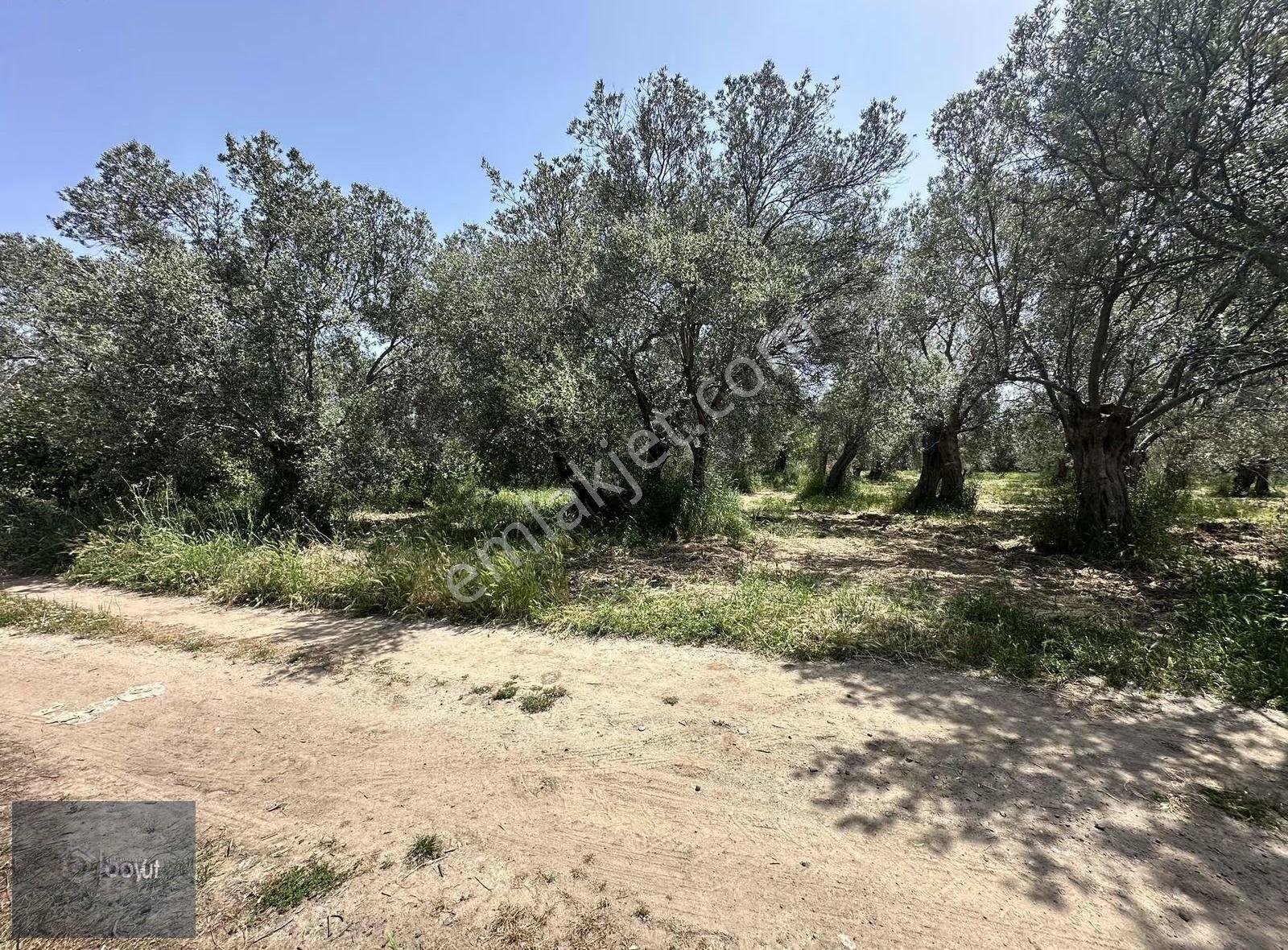 Balıkesir Havran Ana Yoluna Yakın 2.022m2 Satılık Zeytinlik - Görsel 19