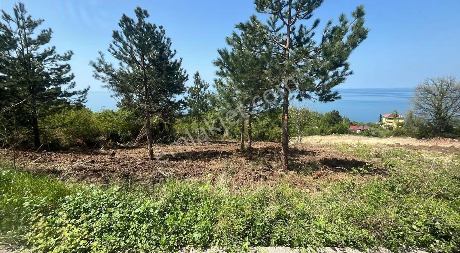 Cide İlkim Emlak'tan Full Deniz Manzarası Satılık Arsa İmarlı - Görsel 9