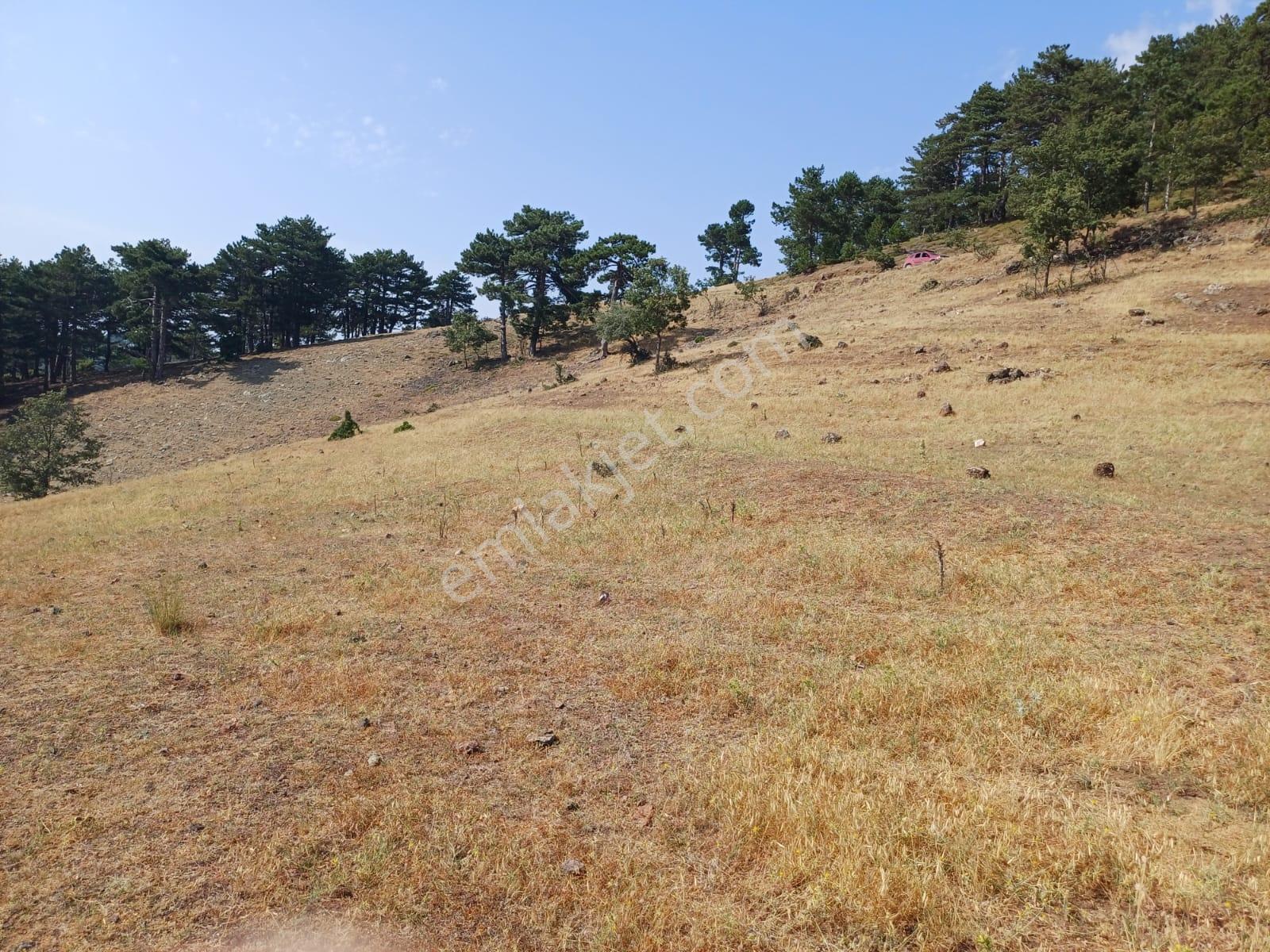 Sındırgı Umurlar 14,259 M2 Yerleşime Yakın Yolu Olan Arazi - Görsel 4