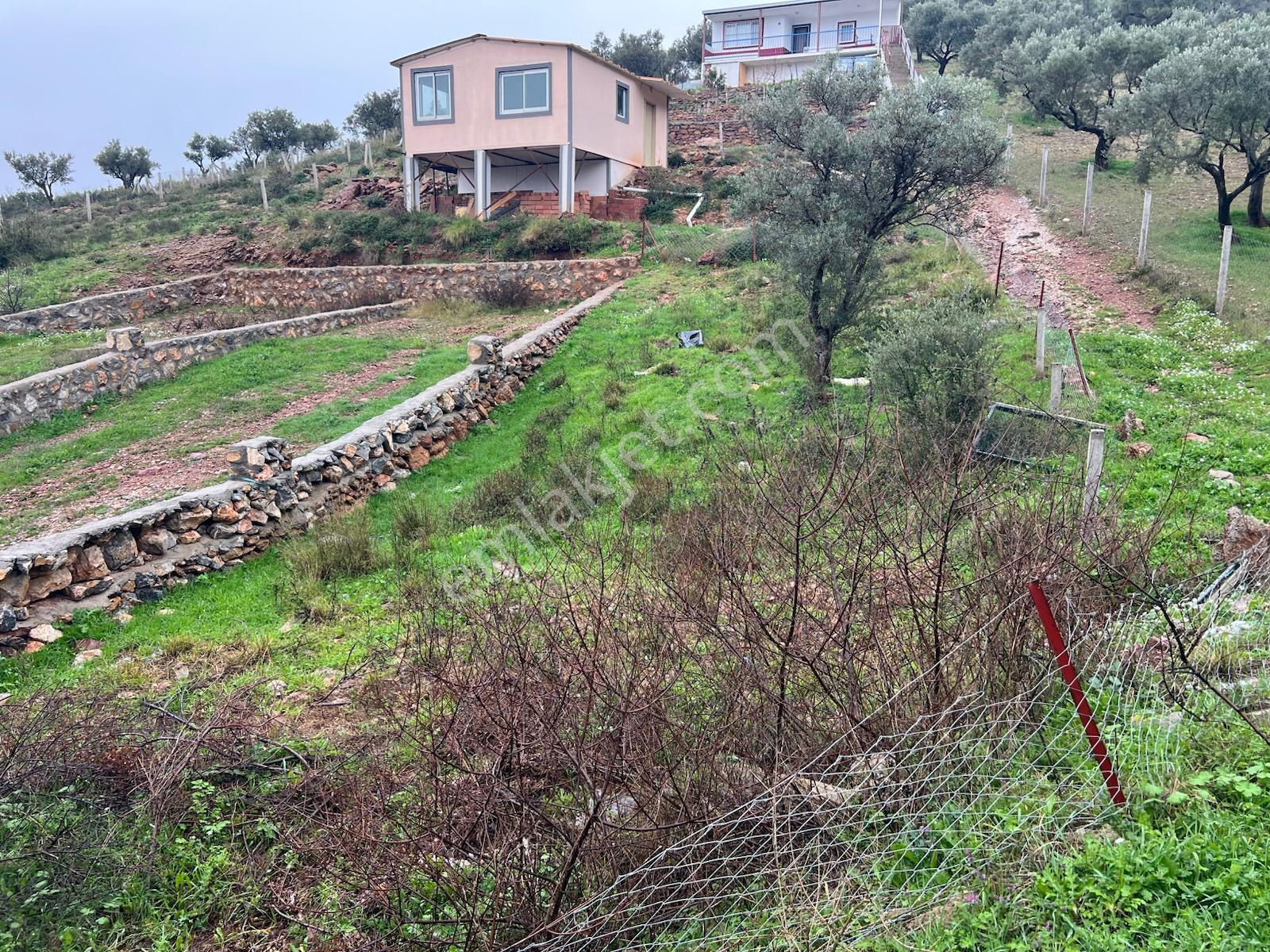 İzmir Torbalı Gold Emlaktan Satılık Zeytin Bahçesi