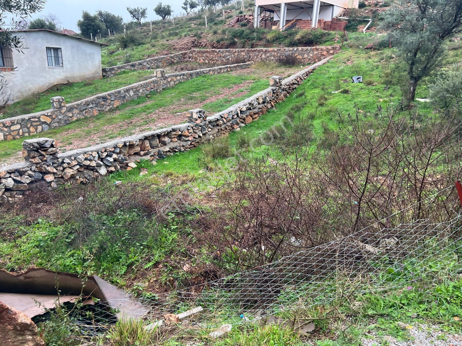İzmir Torbalı Gold Emlaktan Satılık Zeytin Bahçesi - Görsel 5