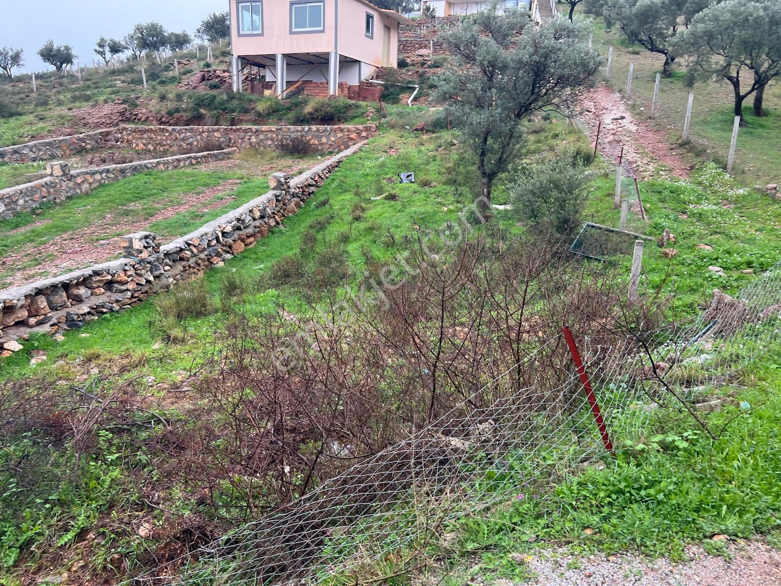 İzmir Torbalı Gold Emlaktan Satılık Zeytin Bahçesi - Görsel 7