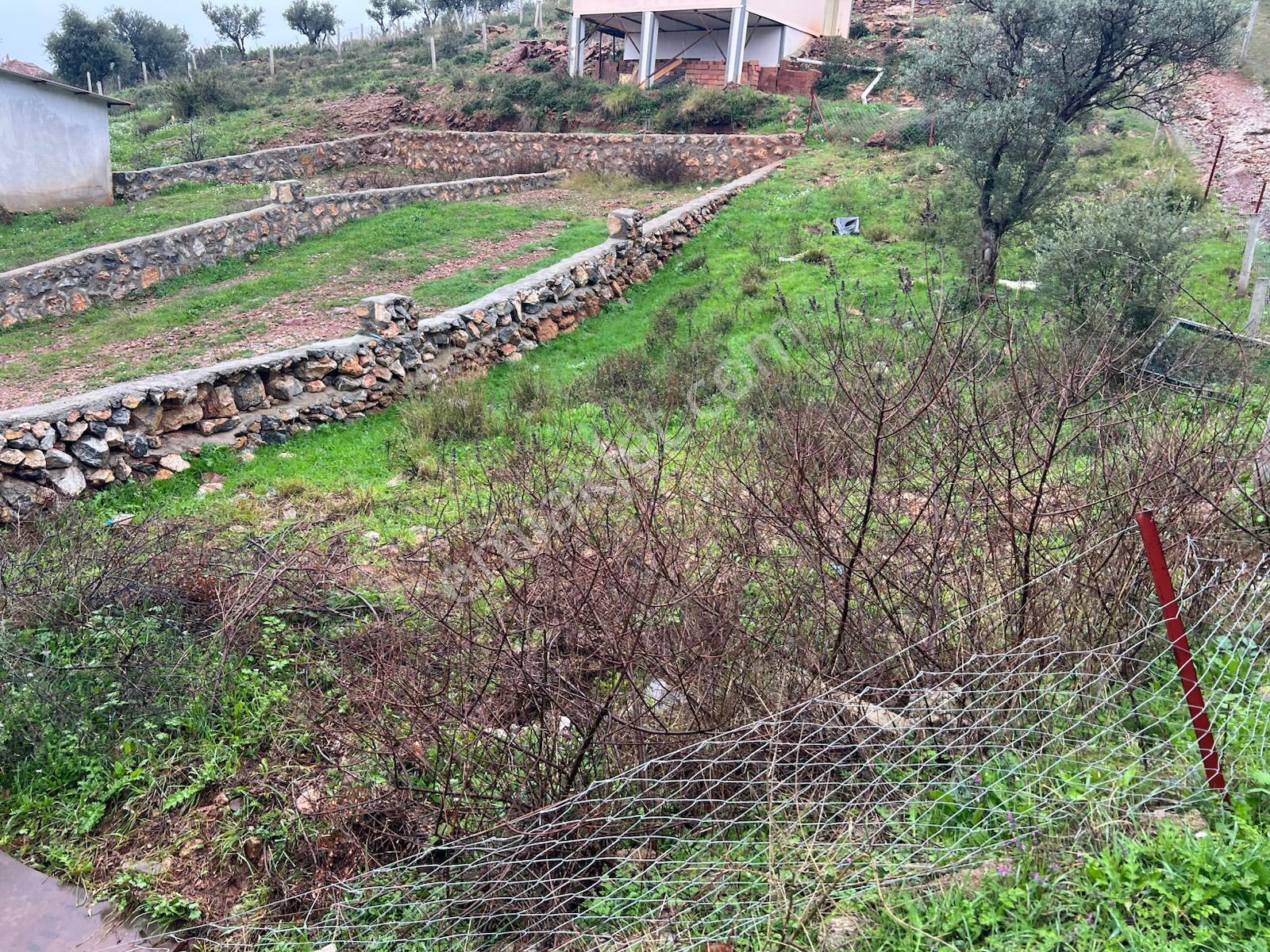 İzmir Torbalı Gold Emlaktan Satılık Zeytin Bahçesi - Görsel 8