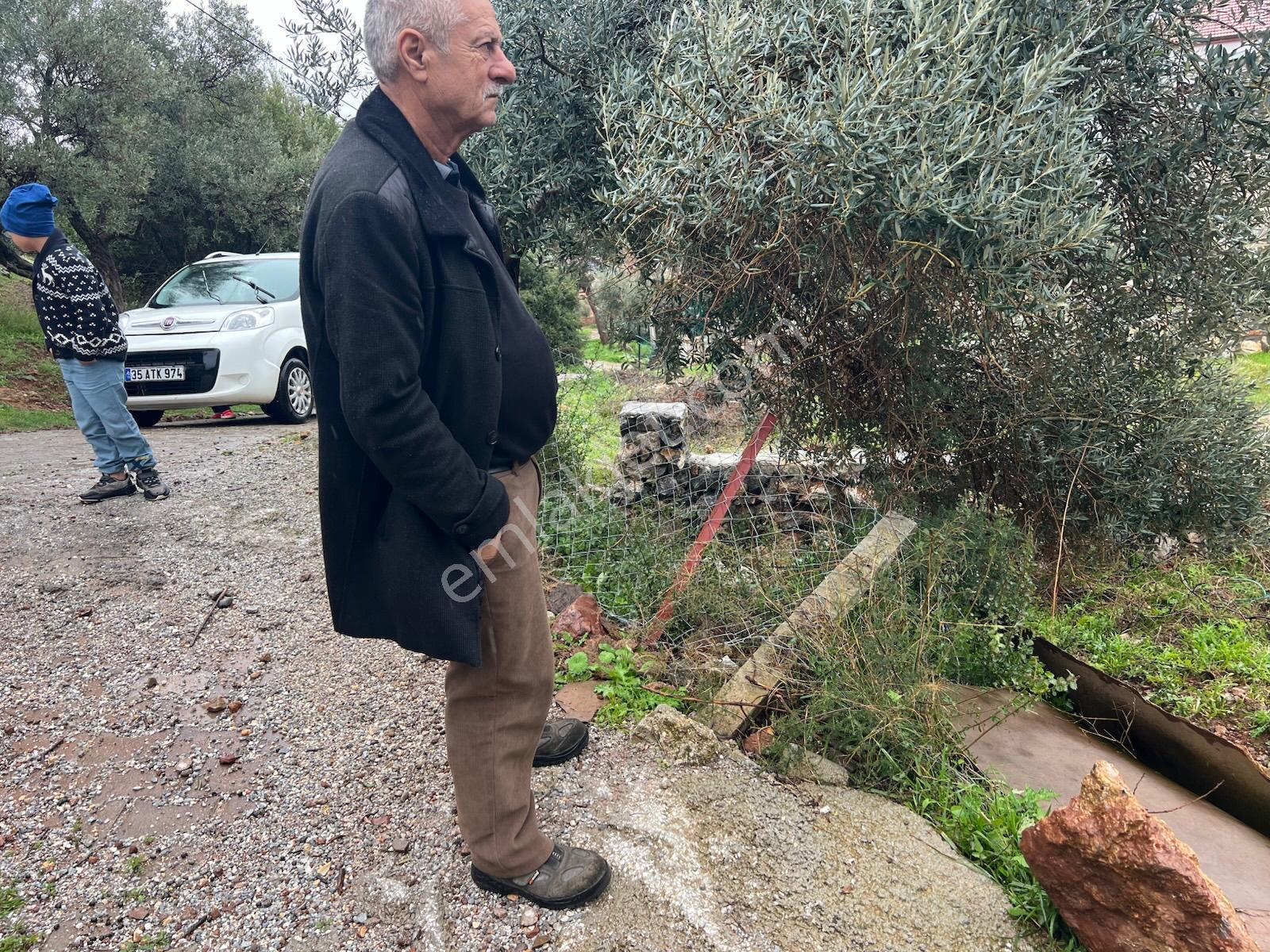 İzmir Torbalı Gold Emlaktan Satılık Zeytin Bahçesi - Görsel 9