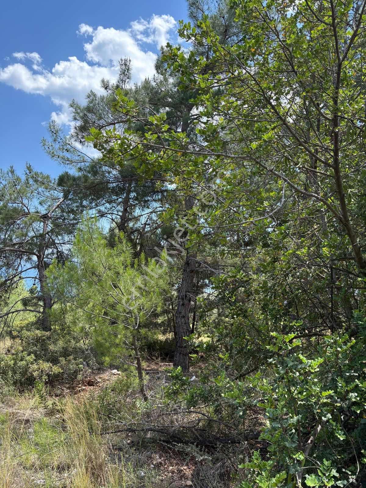 Muğla/akbük Koyunda Deniz Manzaralı Satılık Arazi - Görsel 10