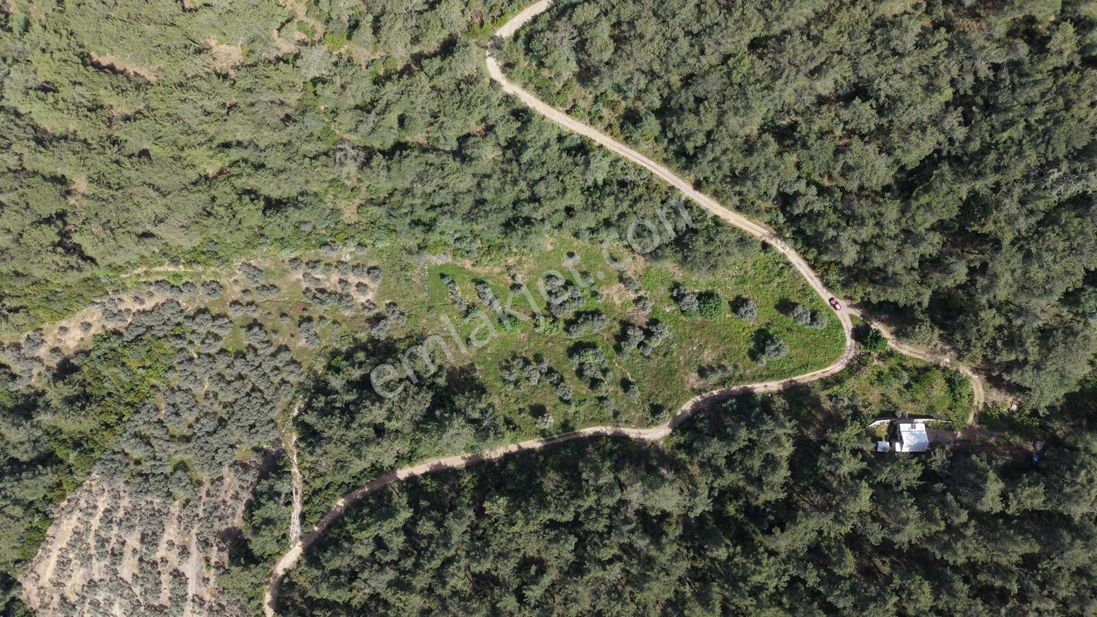 Kemalpaşa Yeşilköy De Satılık Tek Tapu 4.821 M² Manzaralı Bağ - Görsel 3