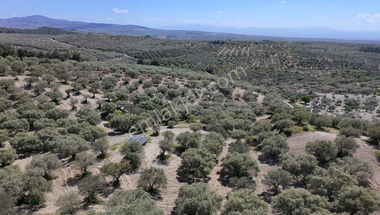 Zeytinliova'da 47.800 M2 Yola Sıfır Elektirik Ve Sulu Zeytinlik - Görsel 14