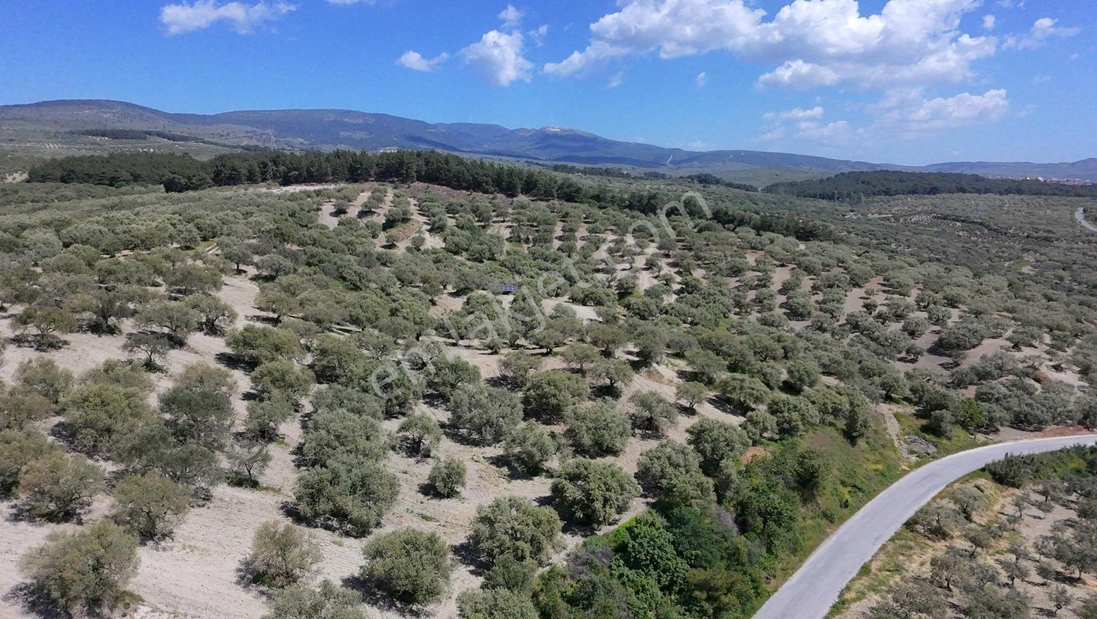 Zeytinliova'da 47.800 M2 Yola Sıfır Elektirik Ve Sulu Zeytinlik - Görsel 4