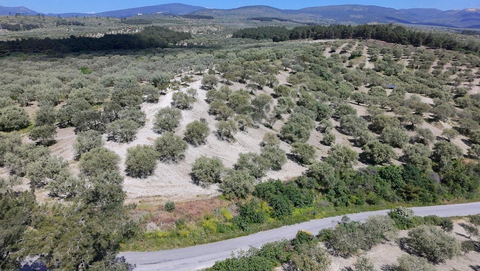 Zeytinliova'da 47.800 M2 Yola Sıfır Elektirik Ve Sulu Zeytinlik - Görsel 20