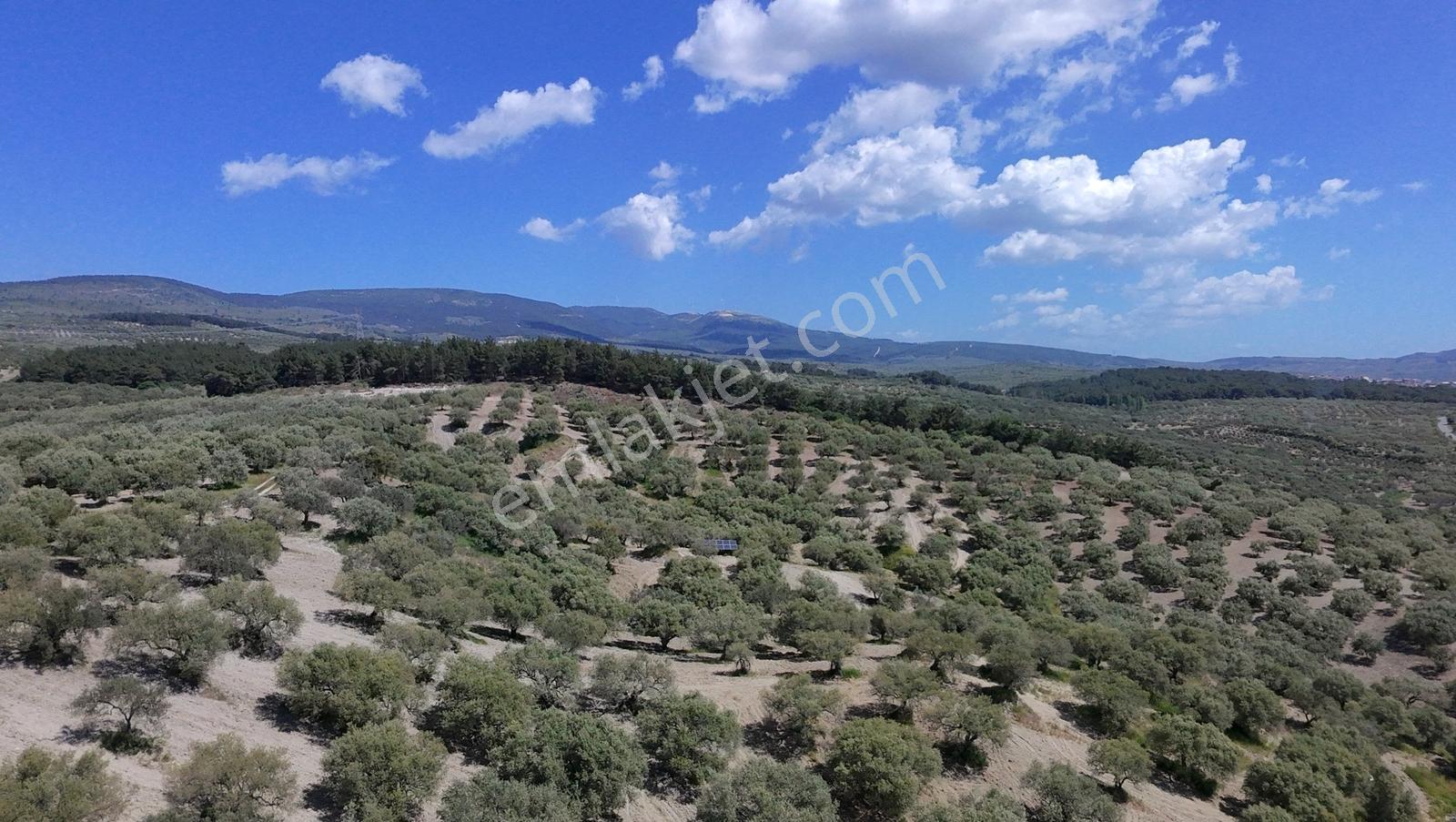 Zeytinliova'da 47.800 M2 Yola Sıfır Elektirik Ve Sulu Zeytinlik - Görsel 3