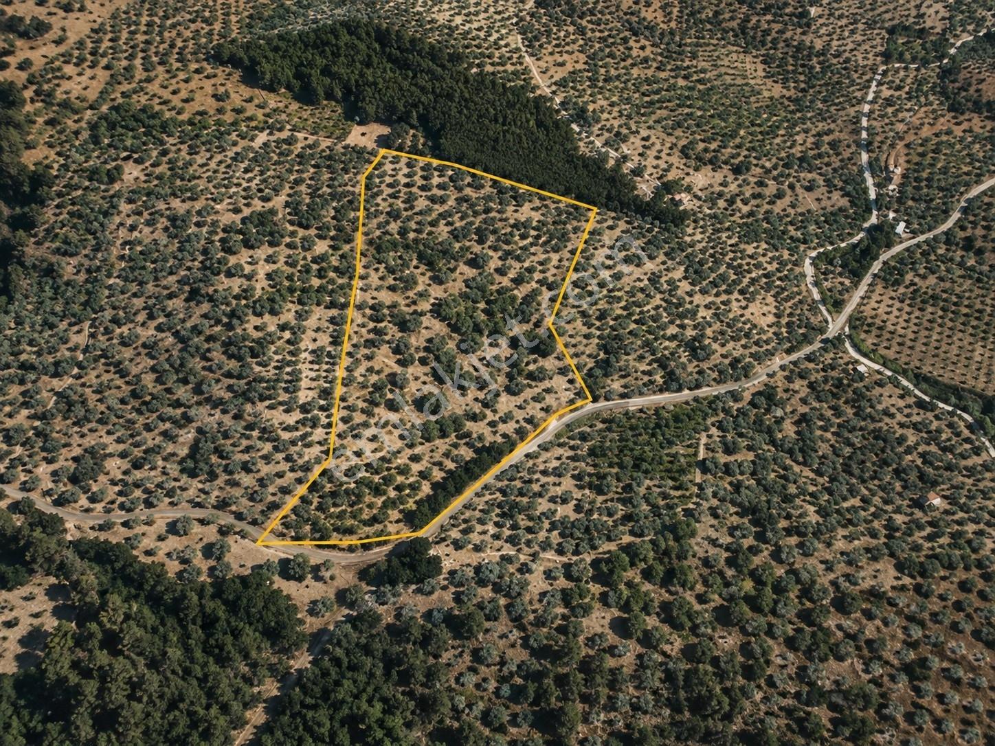 Zeytinliova'da 47.800 M2 Yola Sıfır Elektirik Ve Sulu Zeytinlik - Görsel 19