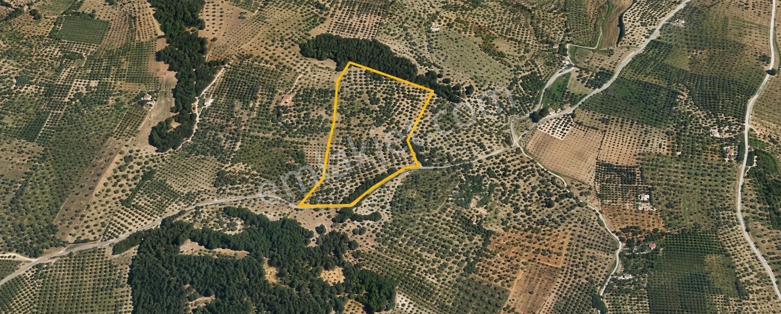 Zeytinliova'da 47.800 M2 Yola Sıfır Elektirik Ve Sulu Zeytinlik - Görsel 18