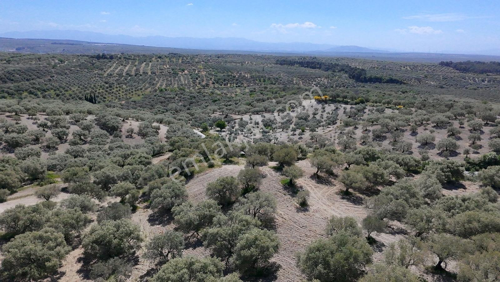 Zeytinliova'da 47.800 M2 Yola Sıfır Elektirik Ve Sulu Zeytinlik - Görsel 13