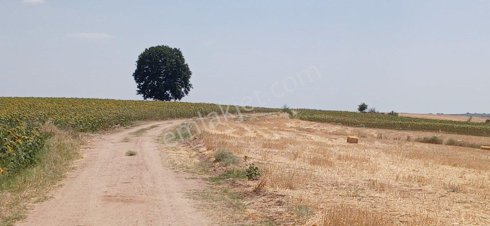 Edirne Orhaniye Mh. 8.530 M. Tarla Yatırıma Uygun Satılık - Görsel 18