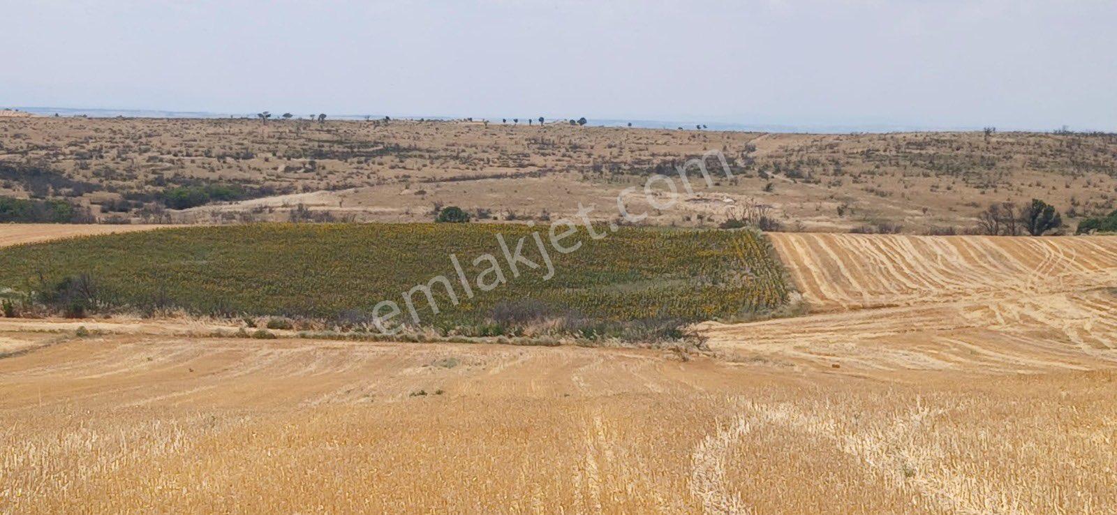 Edirne Orhaniye Mh. 8.530 M. Tarla Yatırıma Uygun Satılık - Görsel 3