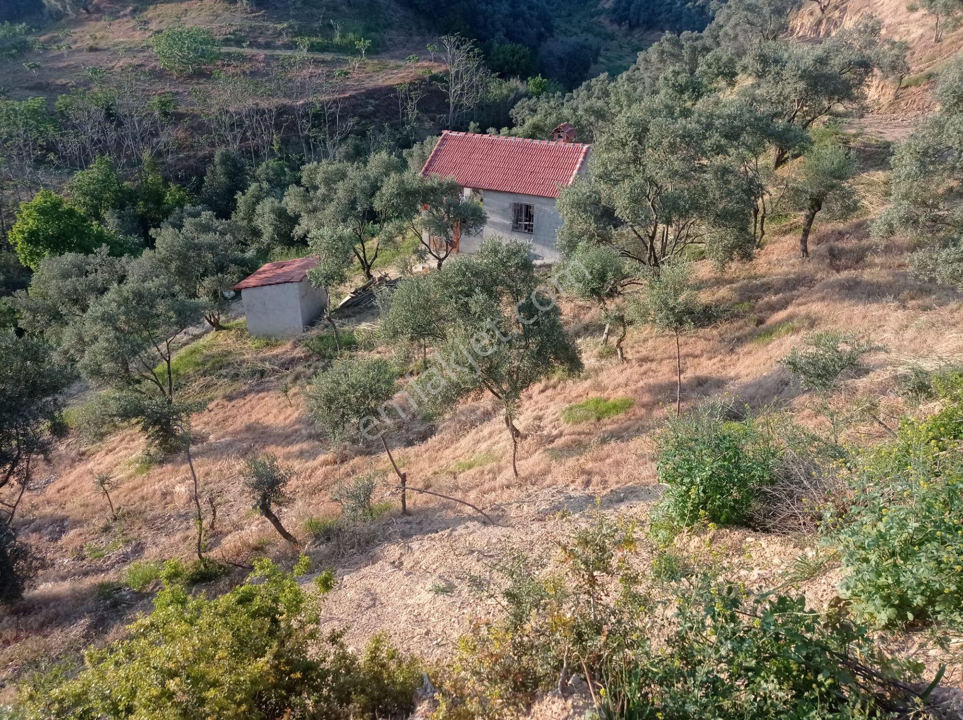 Aydın Germencik Üzümlü - Görsel 2