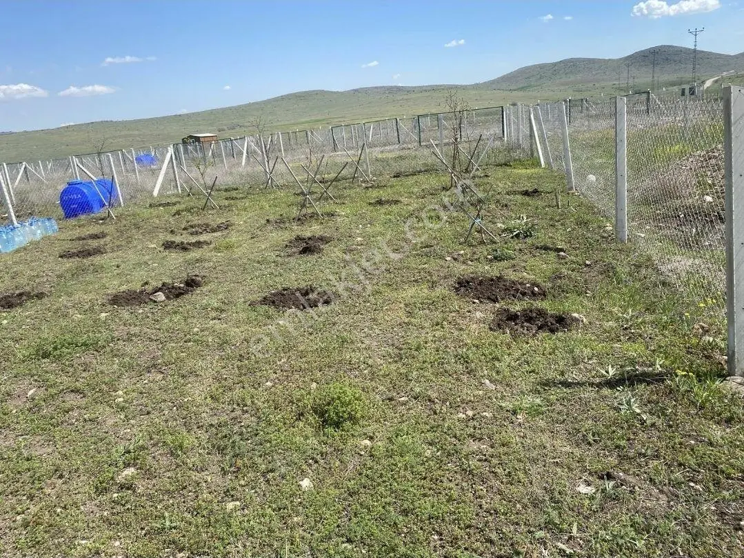 Çubuk Yukarı Çavundur Mah 250 M2 Hobi Bahçesi - Görsel 5