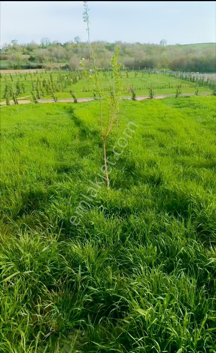 Edirne Havsa Necatiye 1460m2 Etrafi Cevrili Arazi - Görsel 8