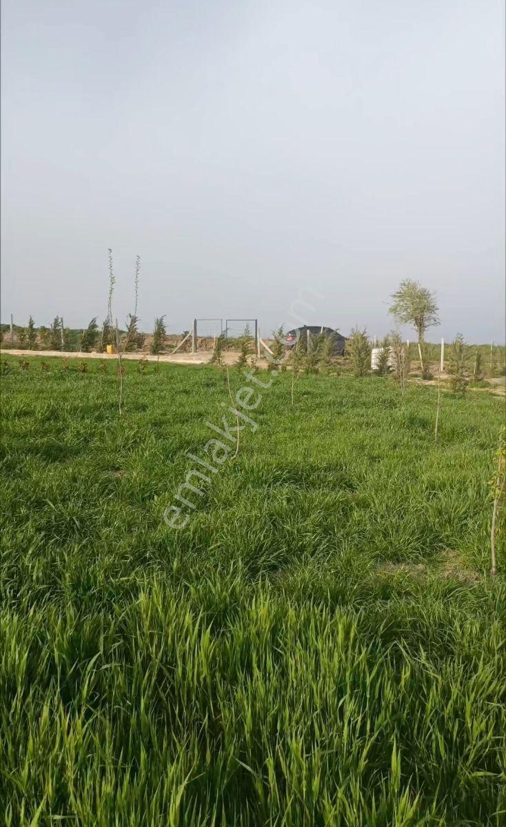 Edirne Havsa Necatiye 1460m2 Etrafi Cevrili Arazi - Görsel 6
