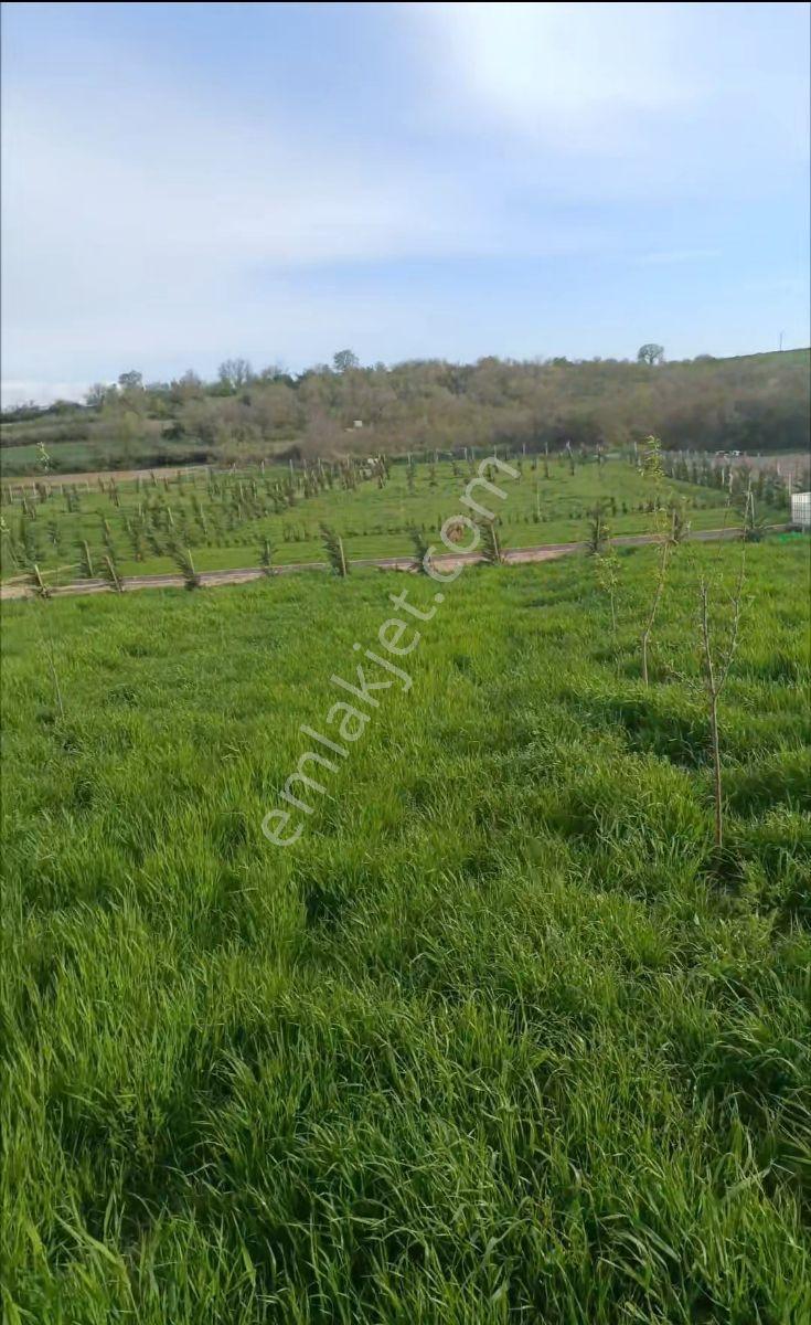 Edirne Havsa Necatiye 1460m2 Etrafi Cevrili Arazi - Görsel 13