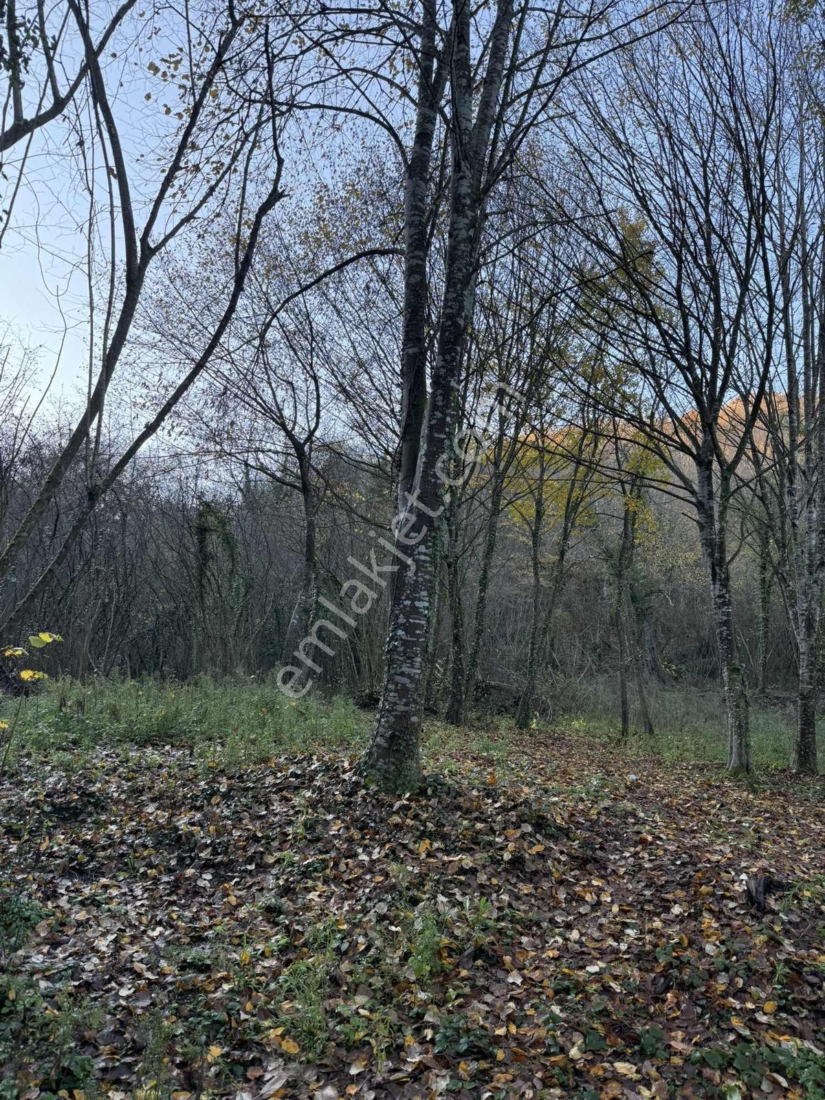 Kabakoz Mahallesinde 445 M2 Tarla - Görsel 6