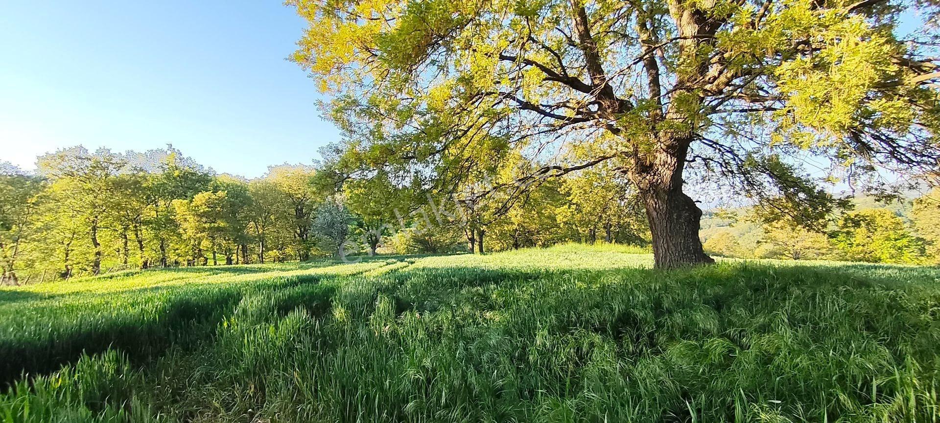 Kaz Dağları Etkisinde | Çanakkale Çan Yaykın Köyünde Yola Cepheli 6375 M² Verimli Tarla