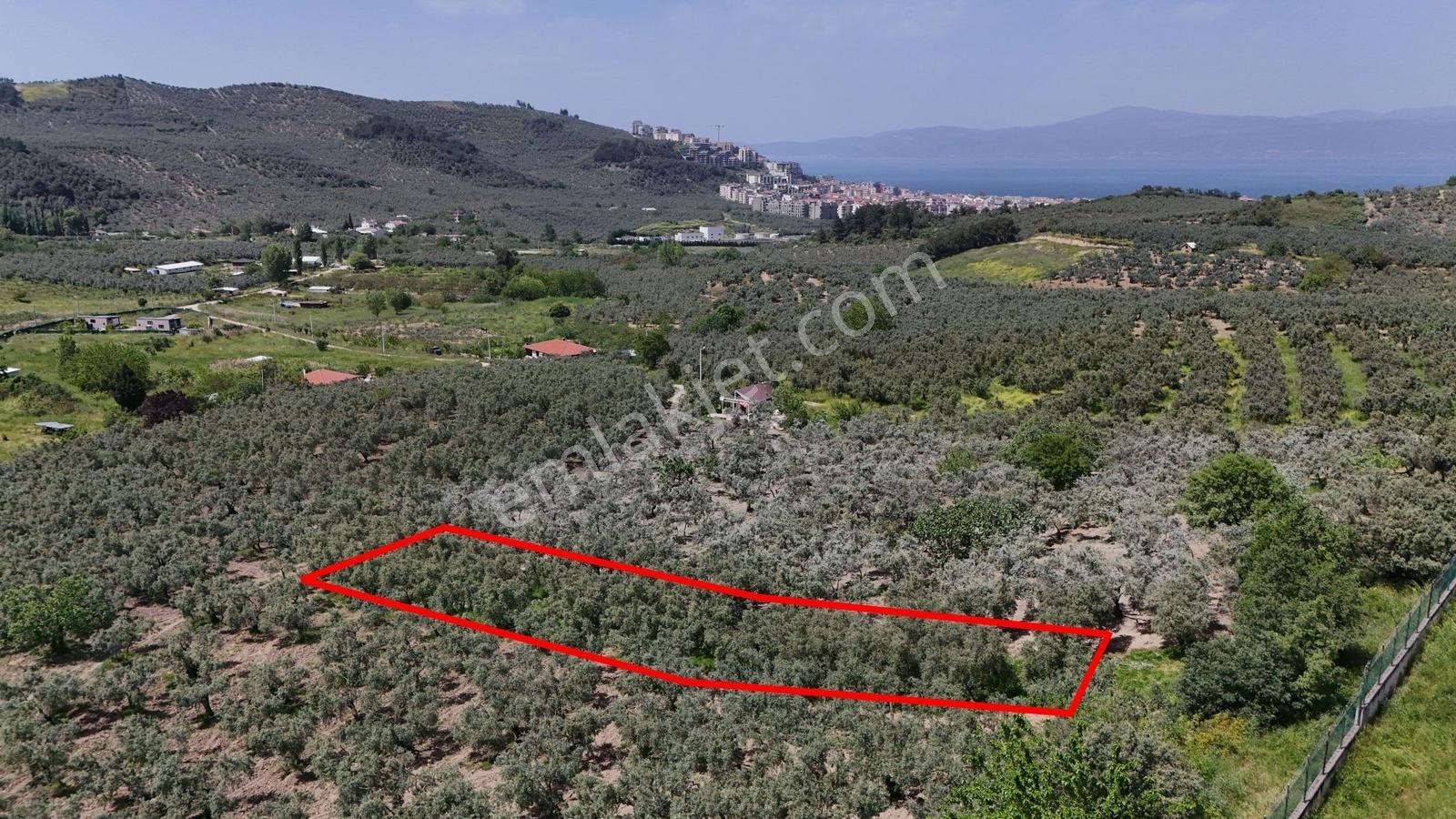 Mudanya Aydınpınarda Satılık 1214 M² Zeytinlik - Görsel 17