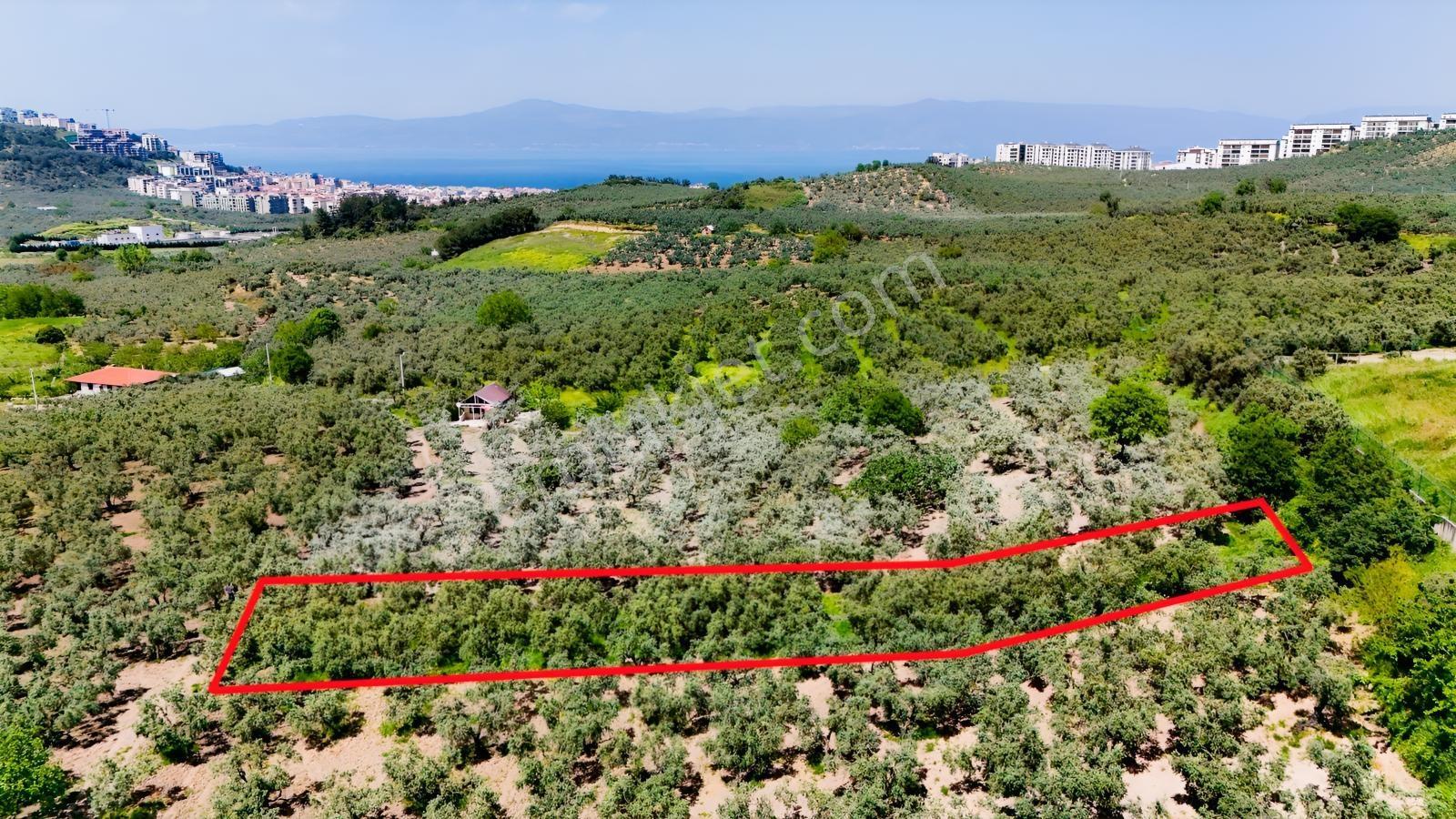 Mudanya Aydınpınarda Satılık 1214 M² Zeytinlik - Görsel 15