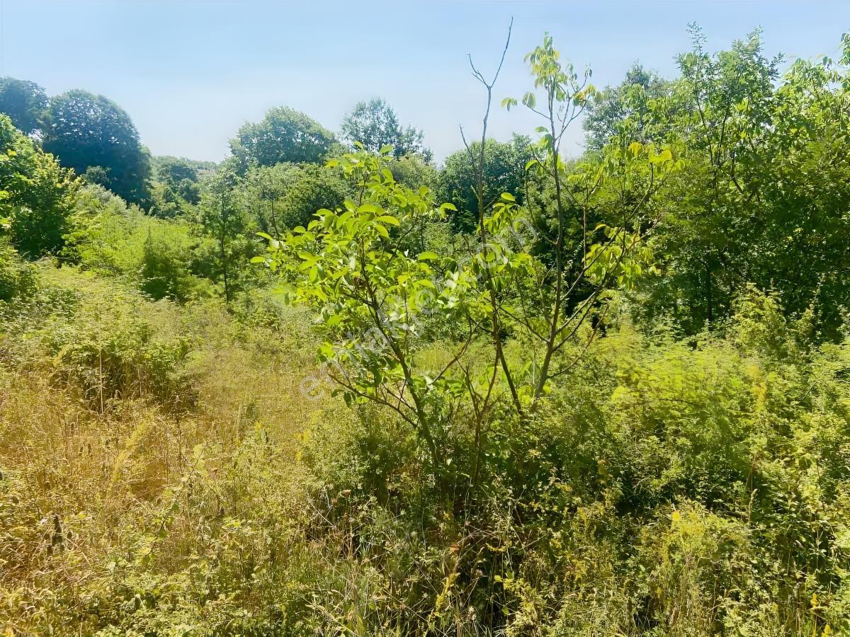 Kısa Süre İçin** İkizcemüslüm'de 1700 M2 Satılık Ceviz Bahçesi - Görsel 26