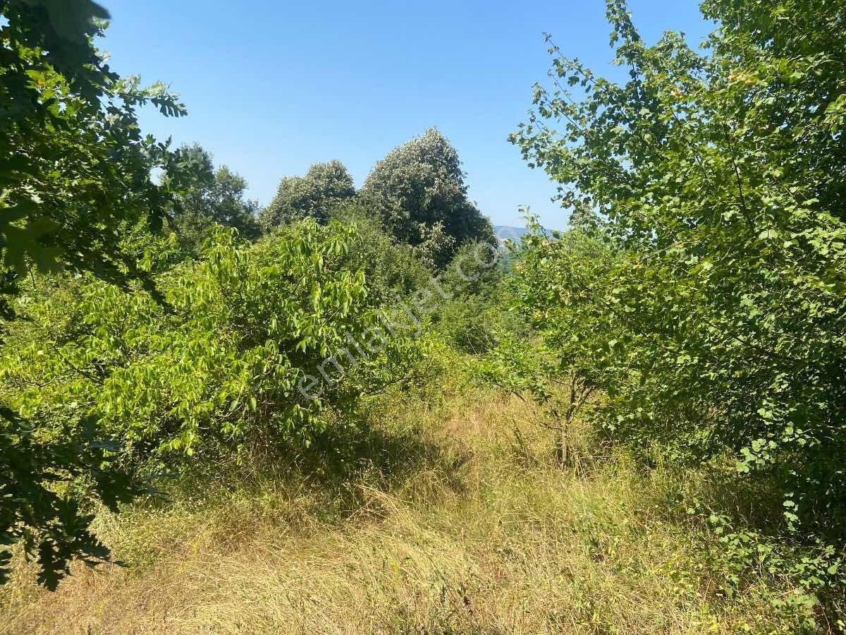 Kısa Süre İçin** İkizcemüslüm'de 1700 M2 Satılık Ceviz Bahçesi - Görsel 14