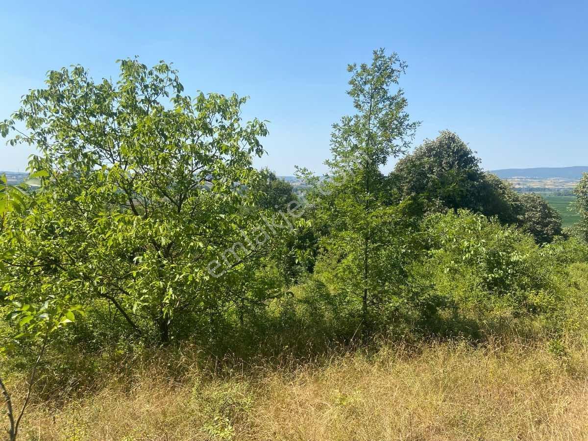 Kısa Süre İçin** İkizcemüslüm'de 1700 M2 Satılık Ceviz Bahçesi - Görsel 6