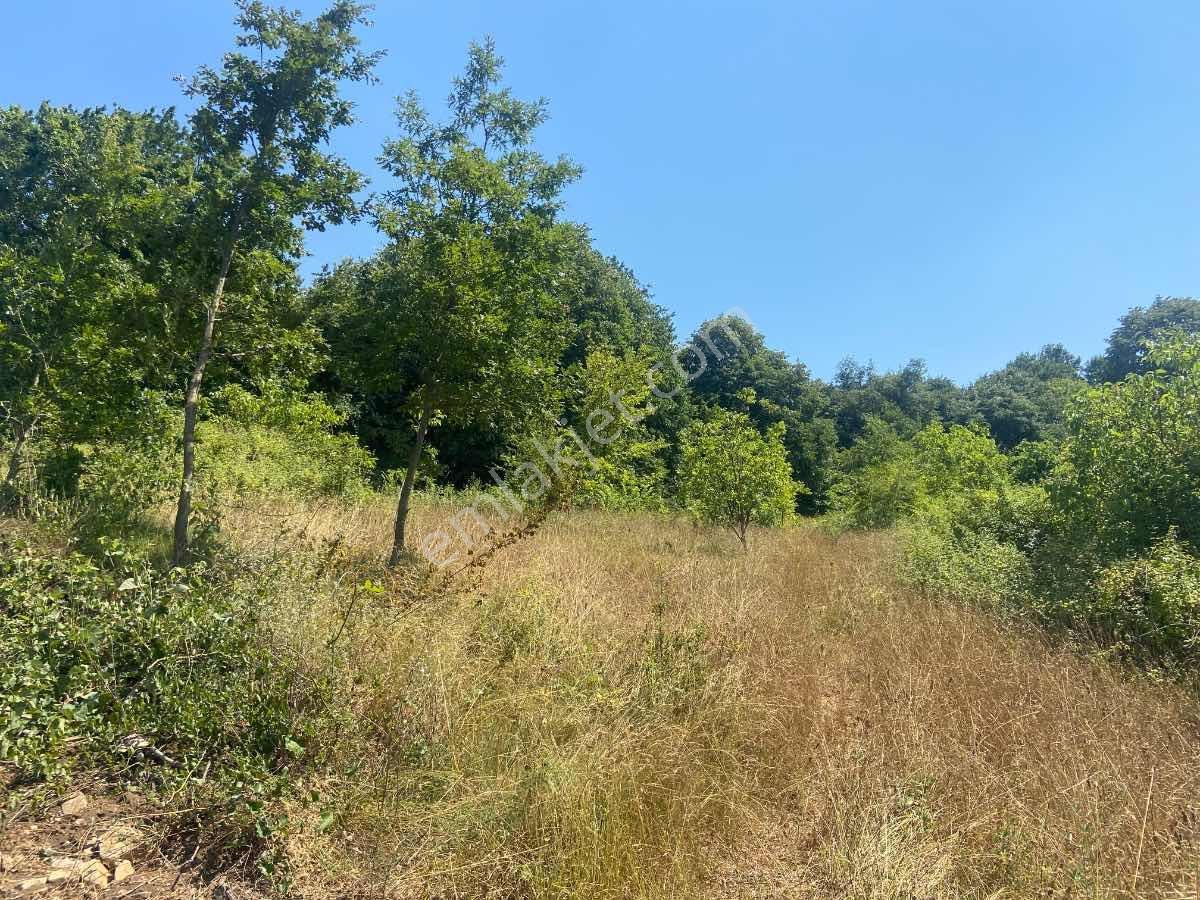 Kısa Süre İçin** İkizcemüslüm'de 1700 M2 Satılık Ceviz Bahçesi - Görsel 4