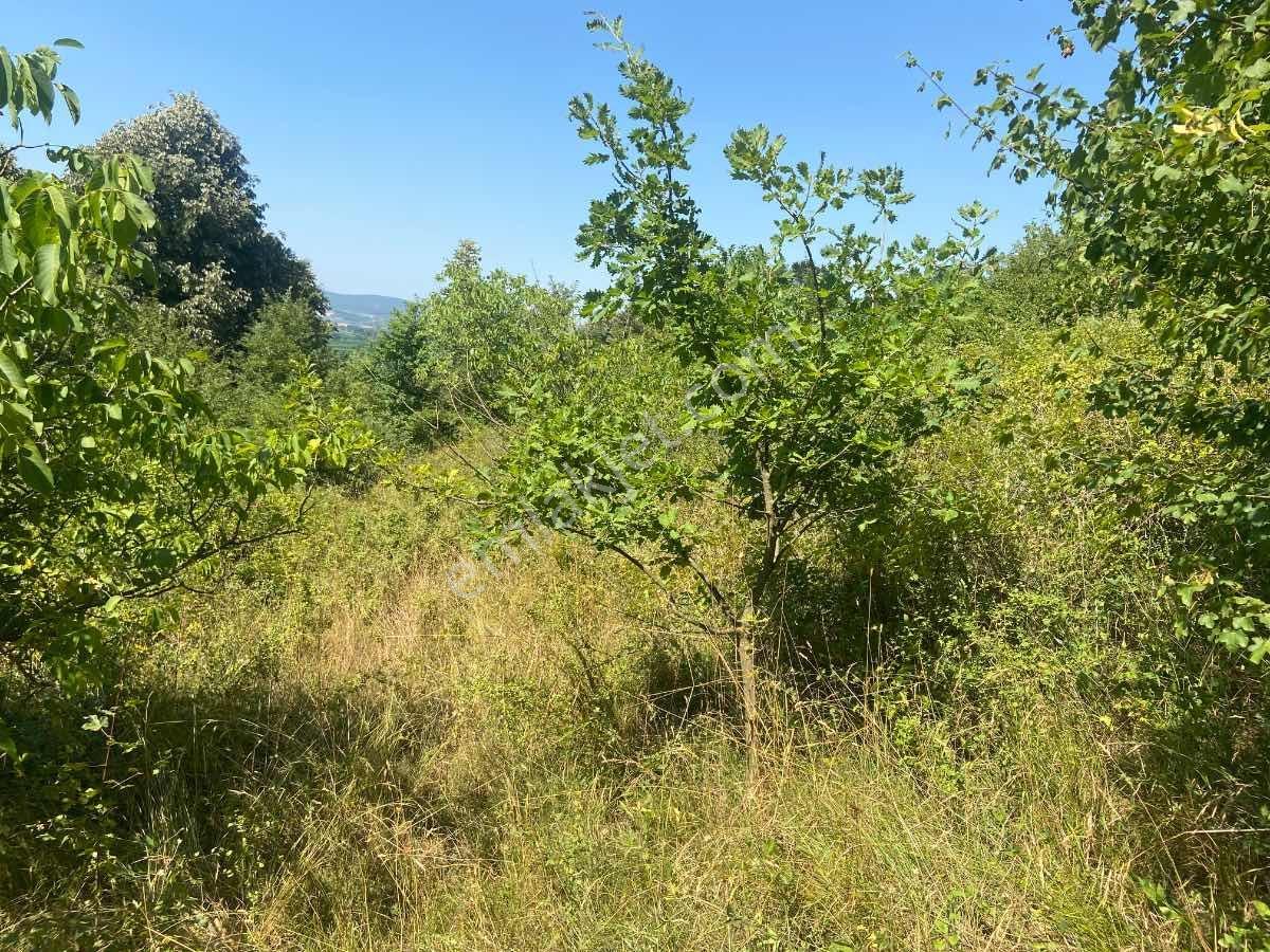 Kısa Süre İçin** İkizcemüslüm'de 1700 M2 Satılık Ceviz Bahçesi - Görsel 13