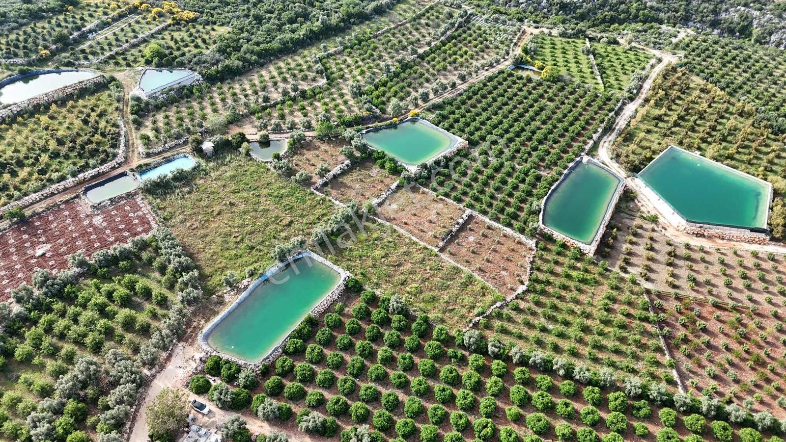 |ctn| Mersin Erdemli Batısandal 2750m2 Zeytin Bahçesi - Görsel 15
