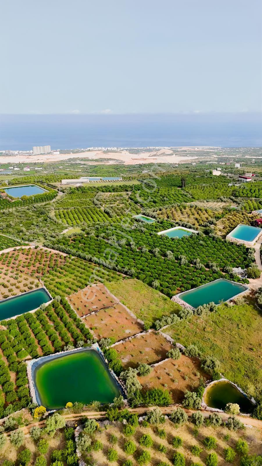 |ctn| Mersin Erdemli Batısandal 2750m2 Zeytin Bahçesi - Görsel 5