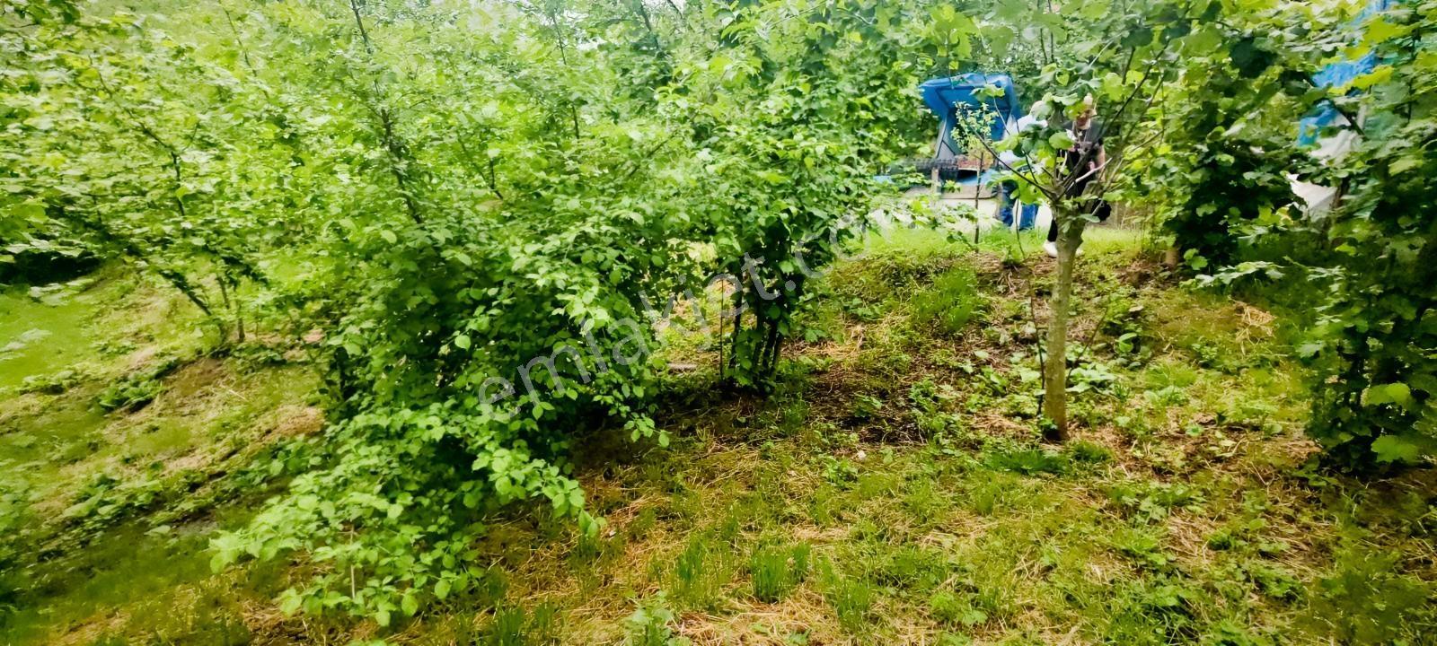 2.100 Metrekare Arsa İçinde 3 Adet Müstakil Ev İkisi Kiracılı - Görsel 20