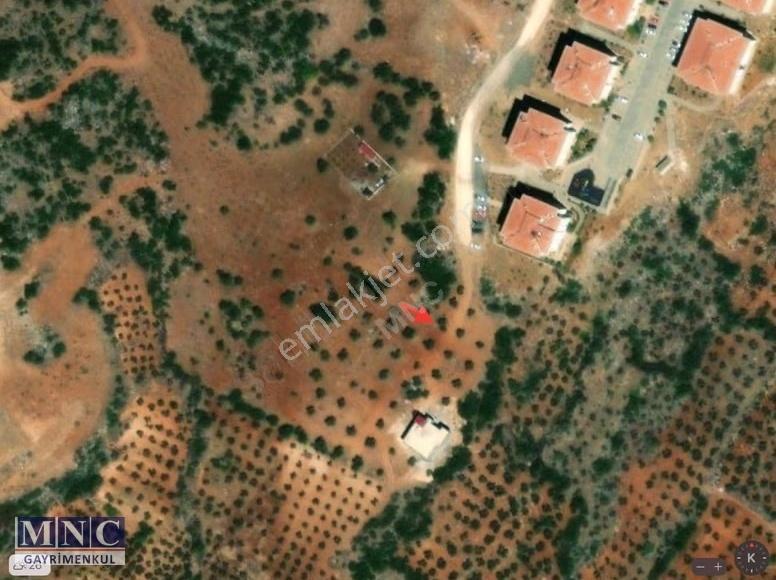 İmarlı, İçinde Zeytin Ağaçları İle Getirisi Olan 923 M2 Arsa - Görsel 3