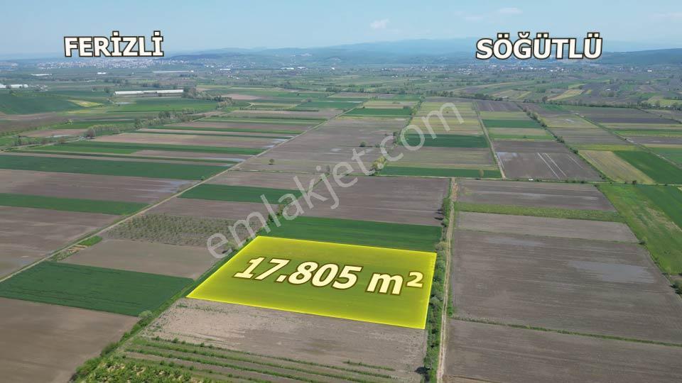 Söğütlü'de Verimli Tarım Arazisi | Ova İçinde | 115 M Yol Cepheli - Görsel 3