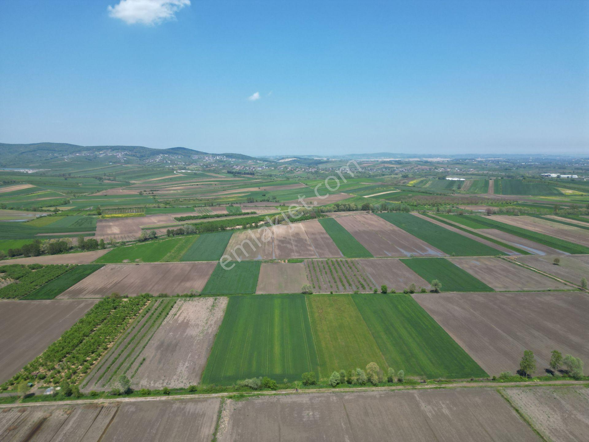 Söğütlü'de Verimli Tarım Arazisi | Ova İçinde | 115 M Yol Cepheli - Görsel 15