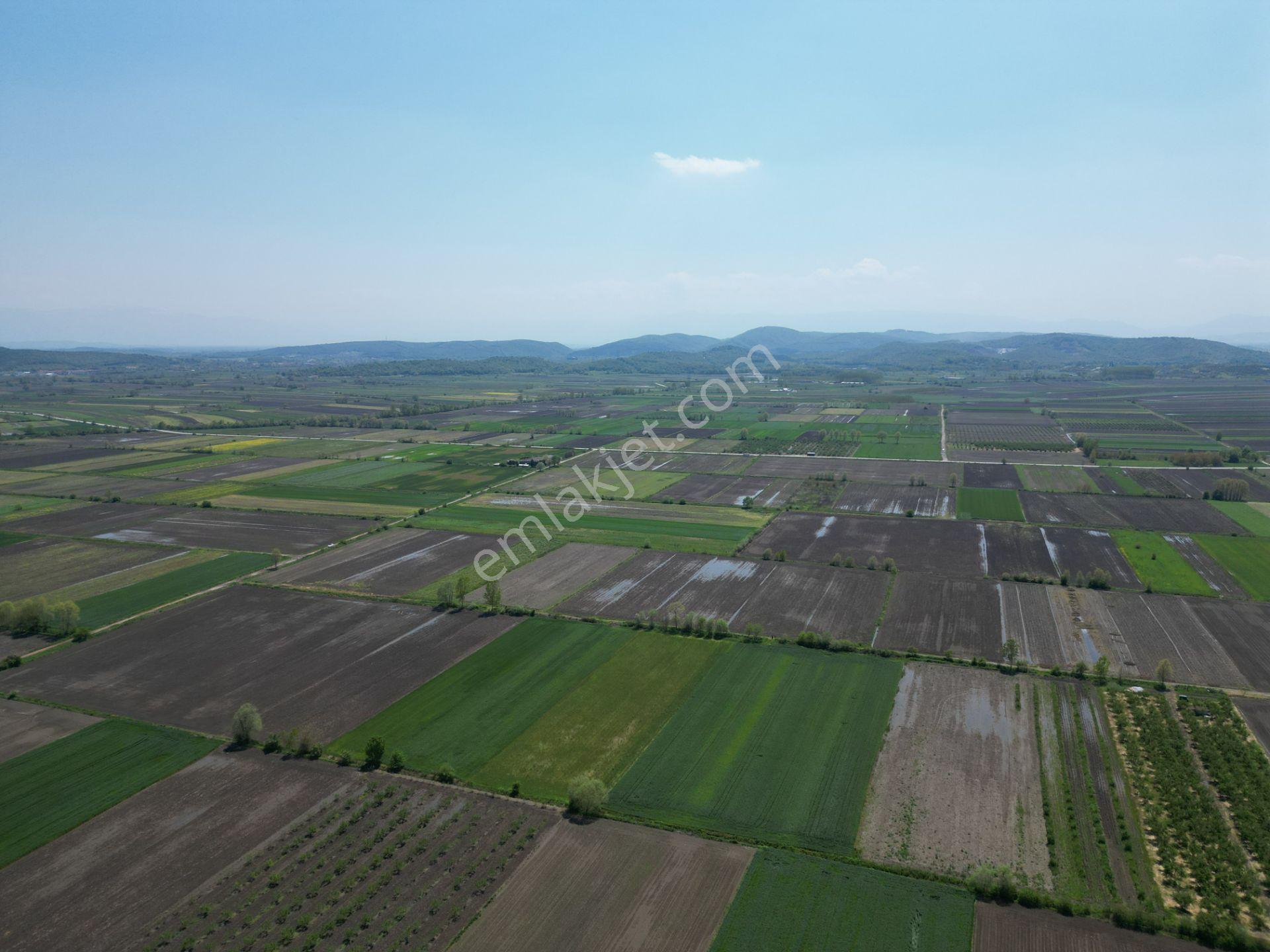 Söğütlü'de Verimli Tarım Arazisi | Ova İçinde | 115 M Yol Cepheli - Görsel 20