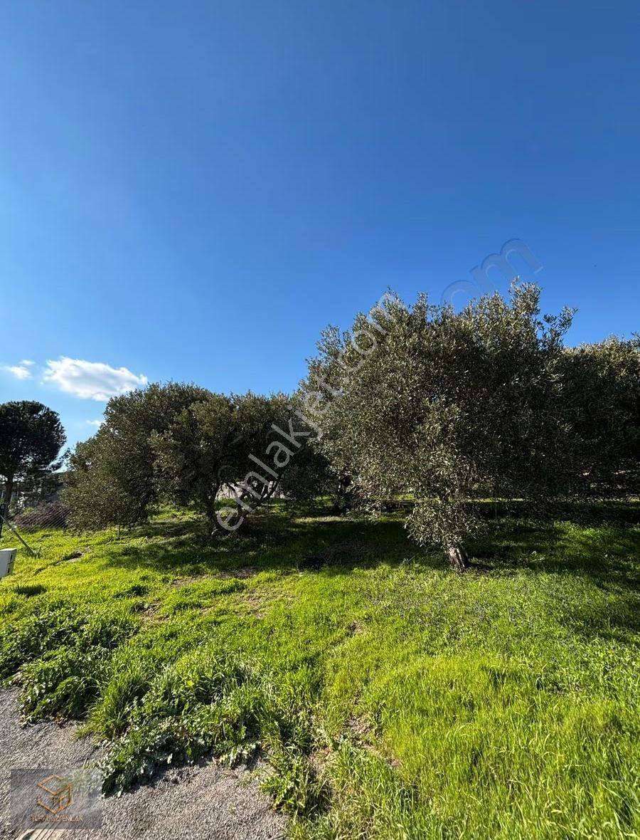 Menemen İğnederede Satılık 270 M2 Satılık Hobi Bahçesi - Görsel 6