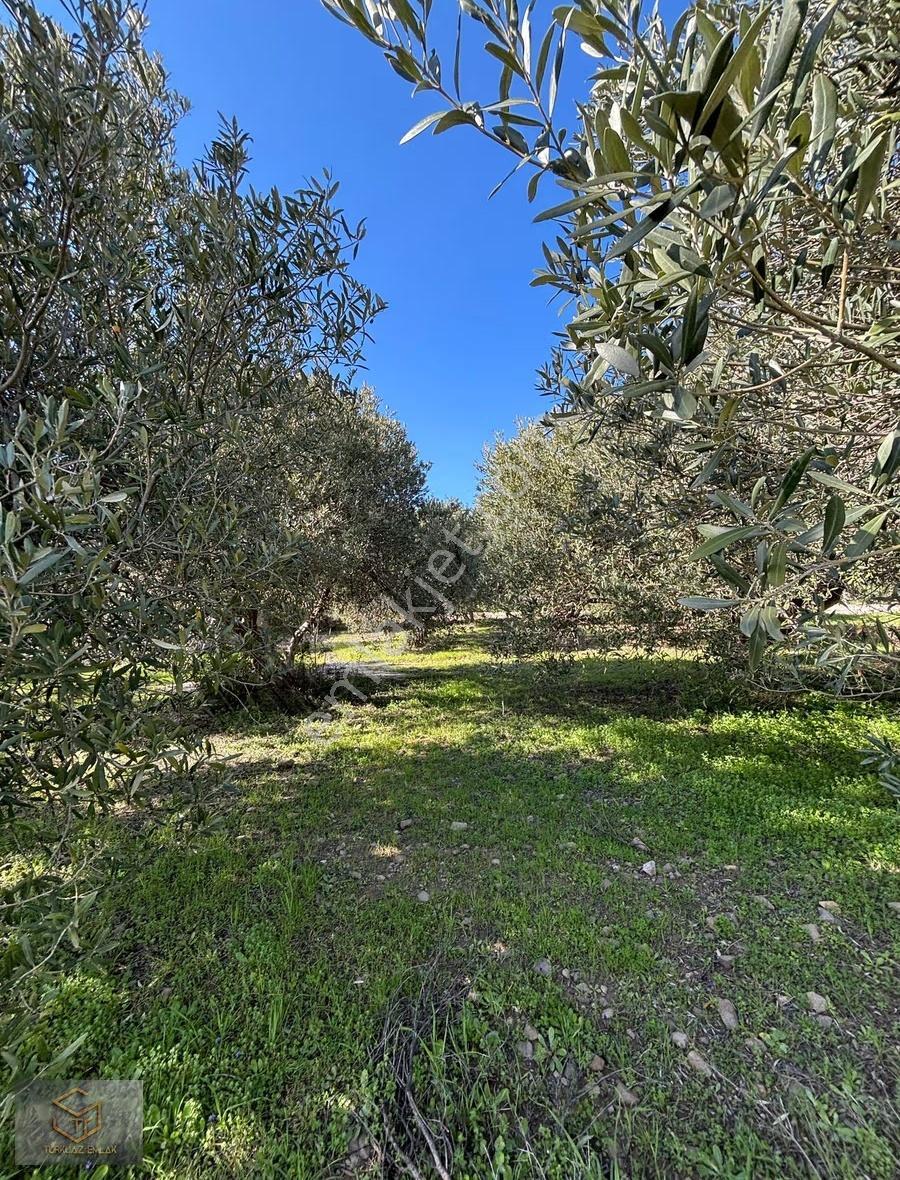 Menemen İğnederede Satılık 270 M2 Satılık Hobi Bahçesi - Görsel 4