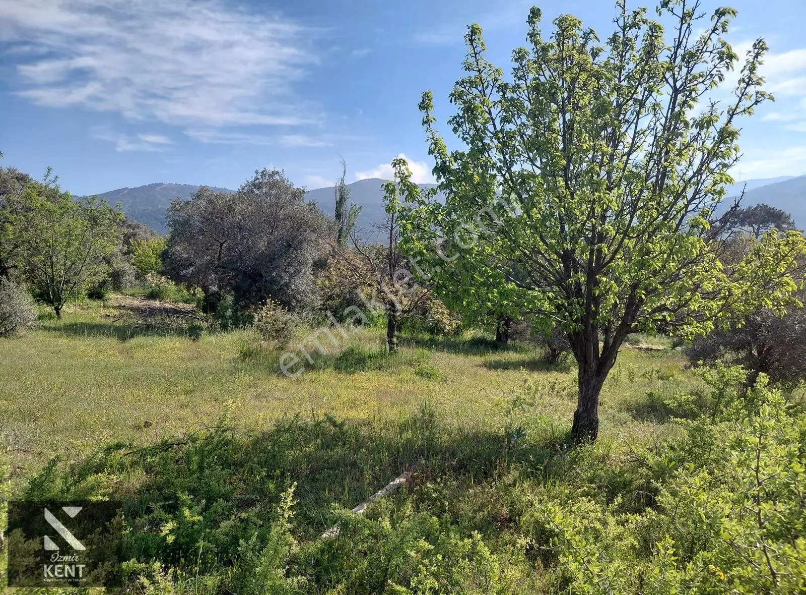 Kemalpaşa Dereköy'de Satılık 4850 M2 Bahçe - Görsel 33