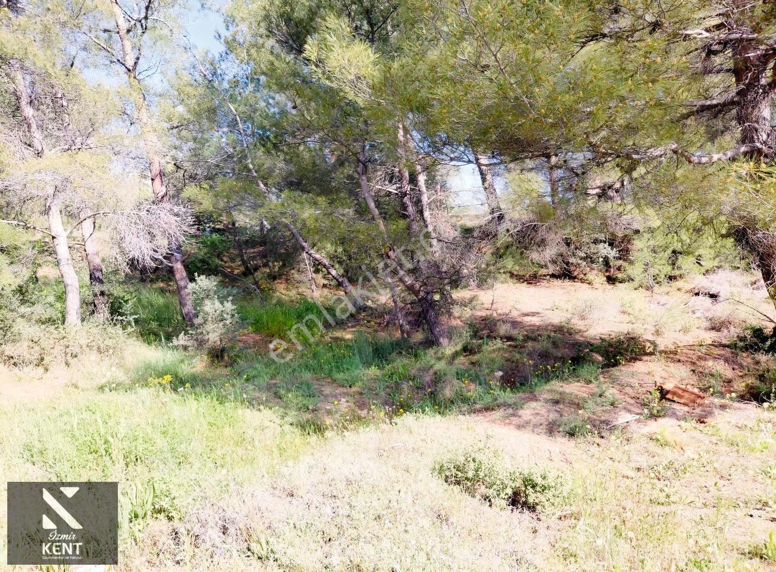 Kemalpaşa Dereköy'de Satılık 4850 M2 Bahçe - Görsel 9
