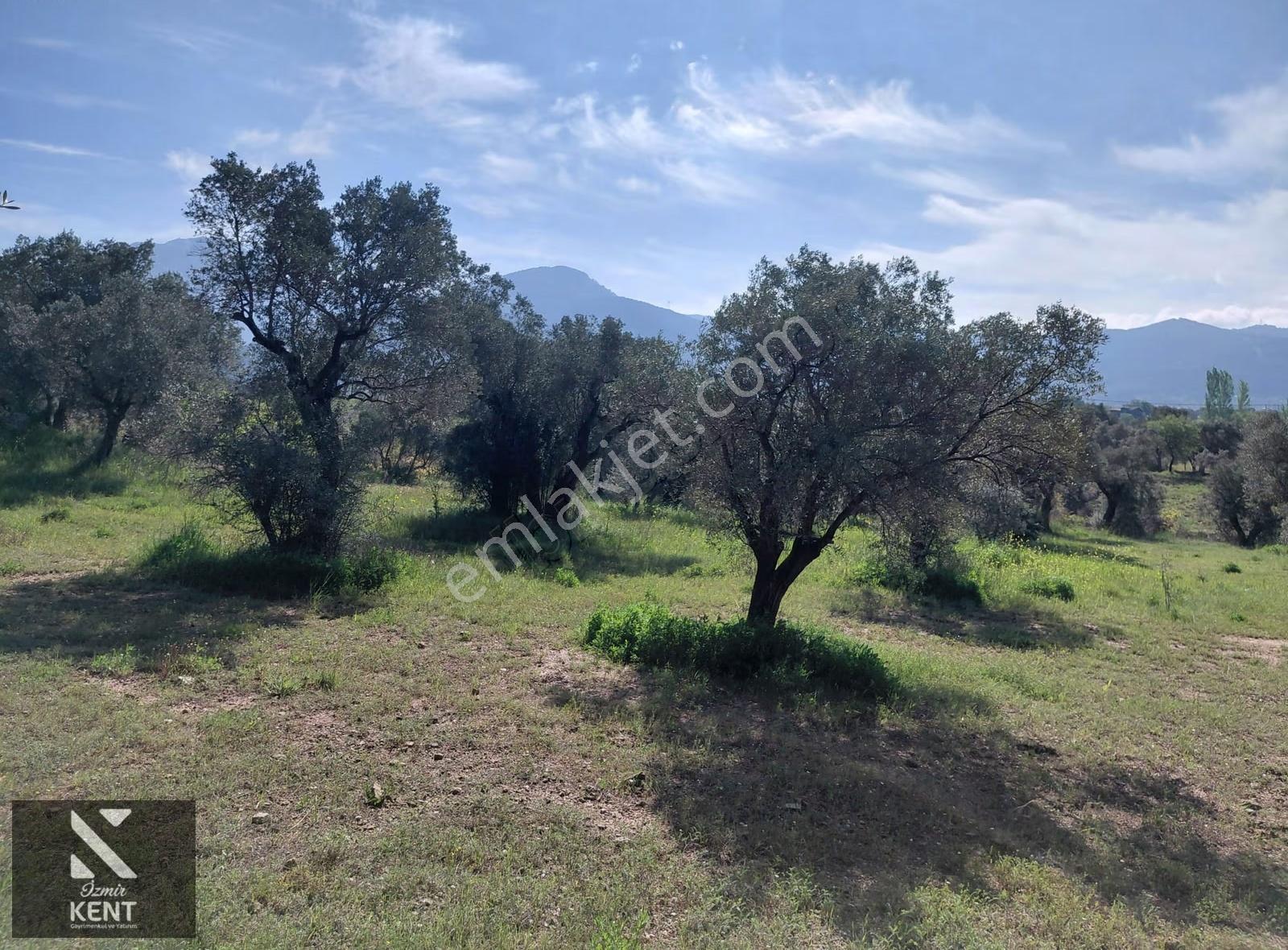 Kemalpaşa Dereköy'de Satılık 4850 M2 Bahçe - Görsel 7