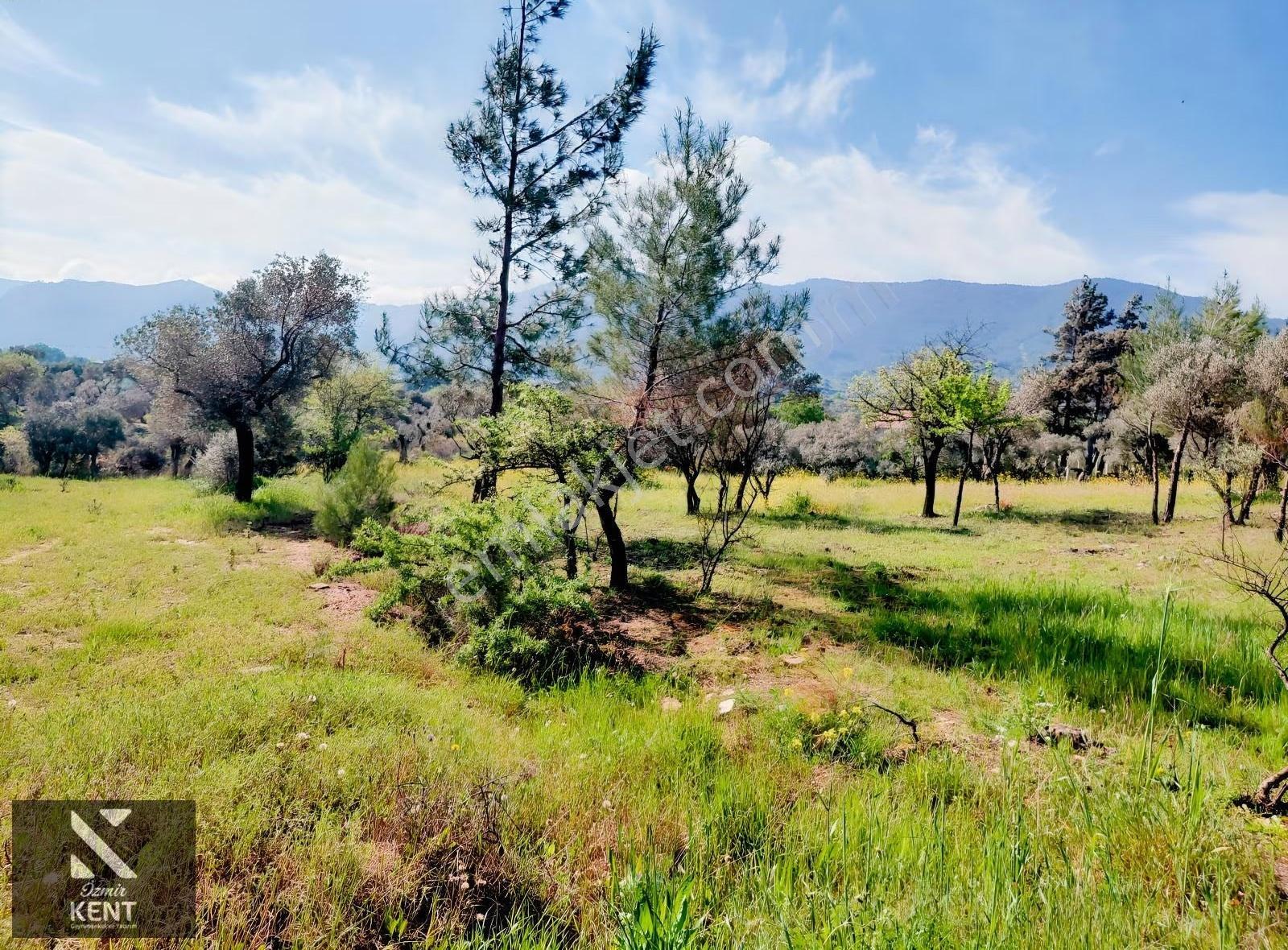 Kemalpaşa Dereköy'de Satılık 4850 M2 Bahçe - Görsel 8