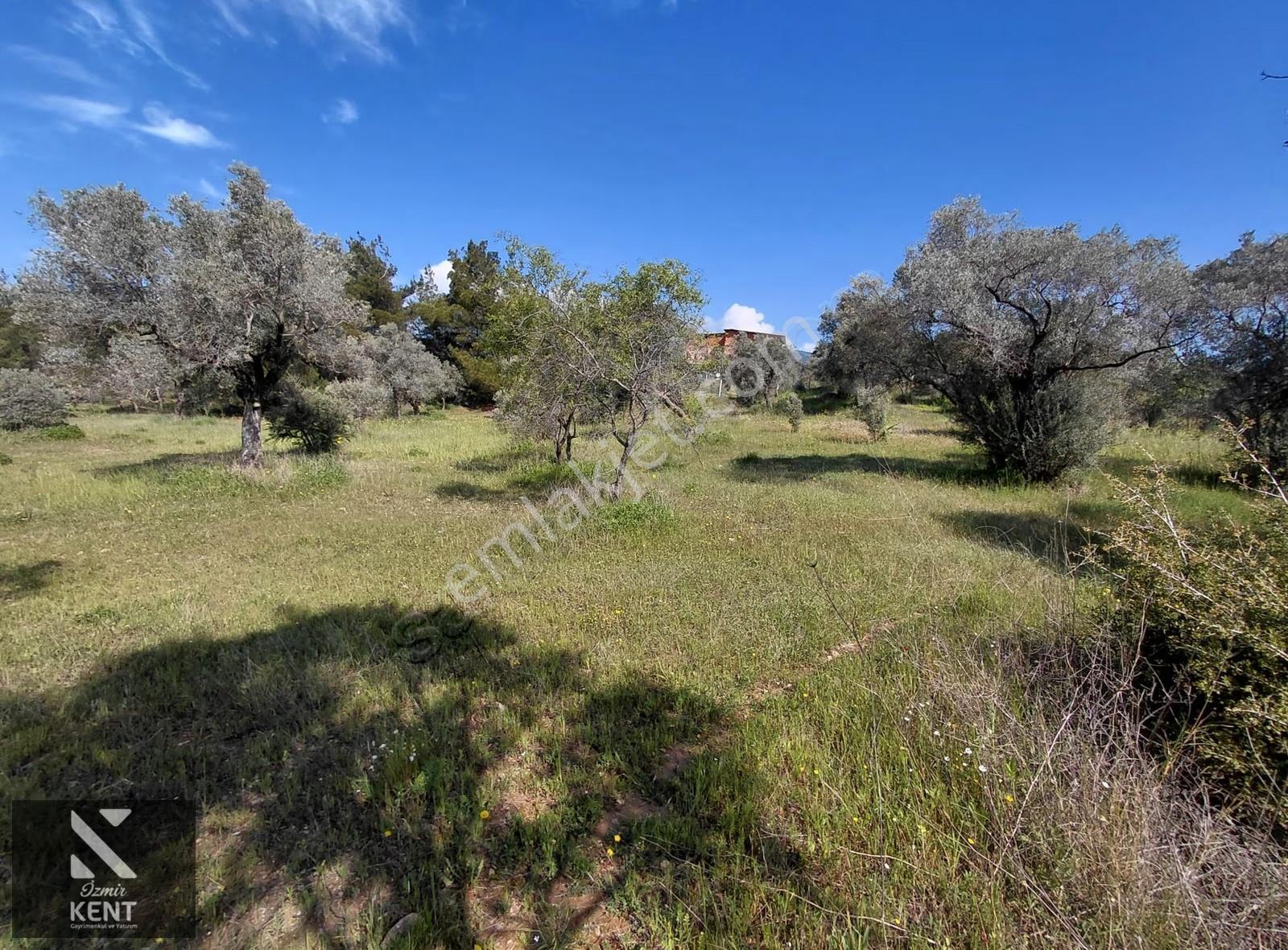 Kemalpaşa Dereköy'de Satılık 4850 M2 Bahçe - Görsel 23